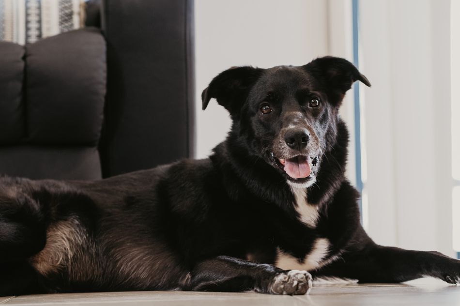 A happy dog, loved by the leaders of SureInsure.